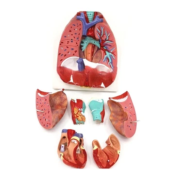 Анатомичен белодробен модел Човешки белодробен анатомичен модел за изследване на заболяванията Медицински лекционен доклад, Анатомия на белодробния модел в реален размер